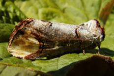 Cosmosoma nothina - Mondvogel (Mondfleck, Lindenspinner)